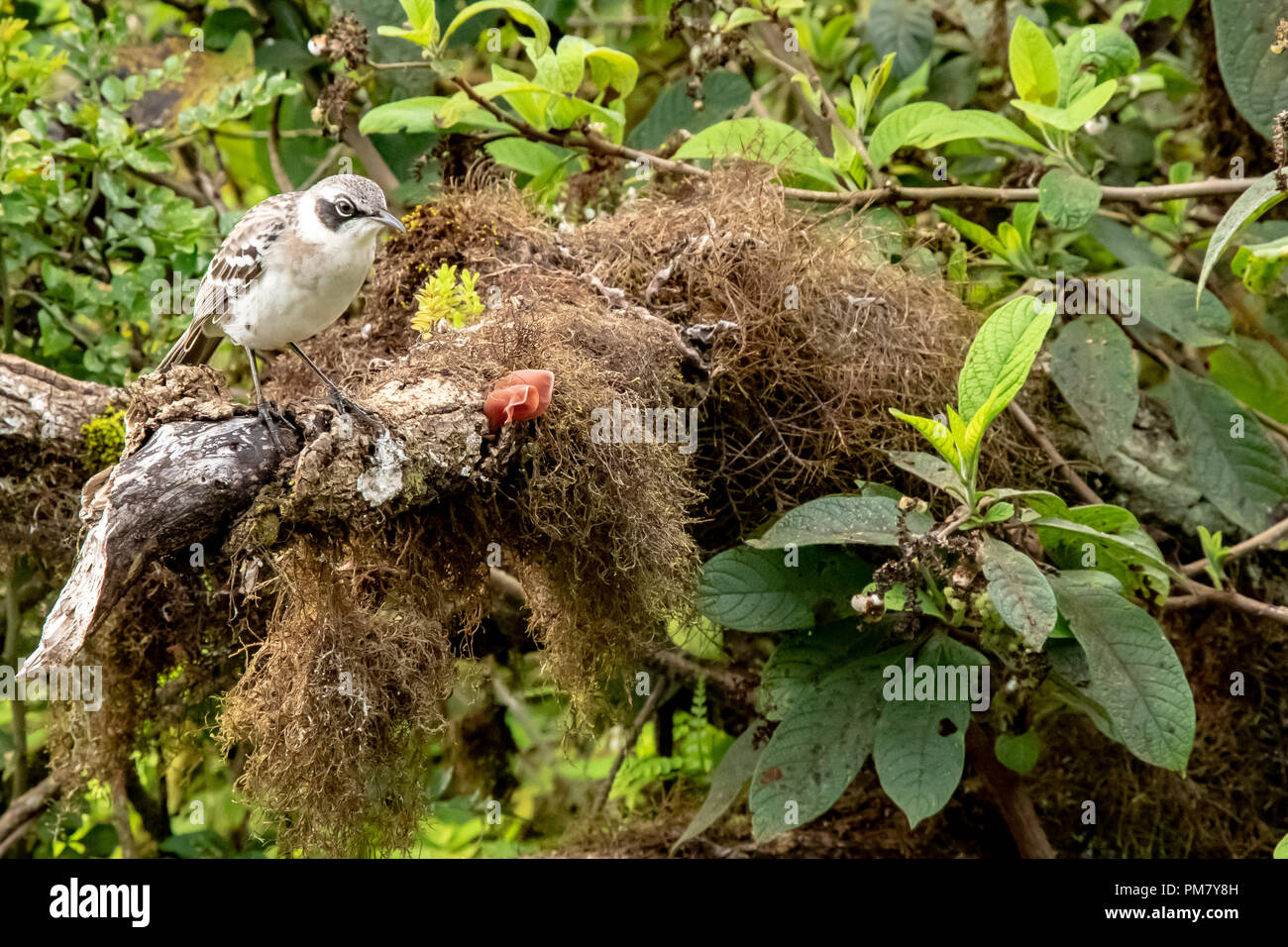 In via di estinzione San Cristobal Mockingbird (Mimus melantosis) nelle Galapagos Foto Stock