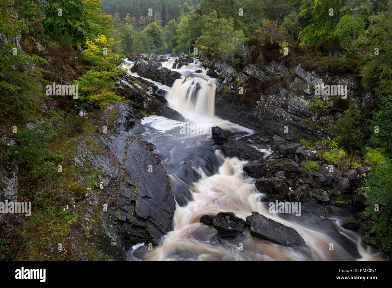 Rogie Falls cascate dove vi è un salto di salmone su l'acqua nera fiume, vicino a Contin, Ross-shire, Highlands scozzesi, Scotland, Regno Unito Foto Stock