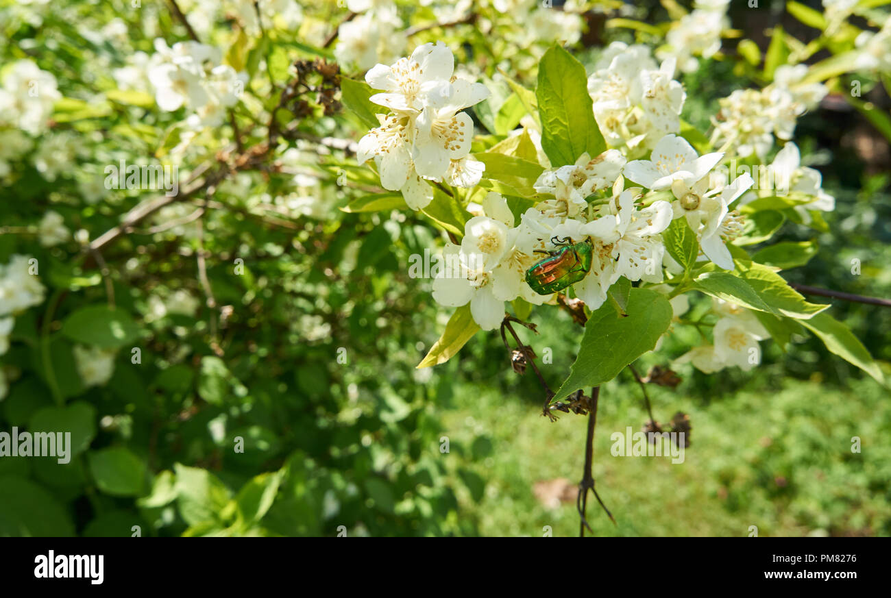 Bella e verde bug lucida seduto sul bianco fiore del melo Foto Stock
