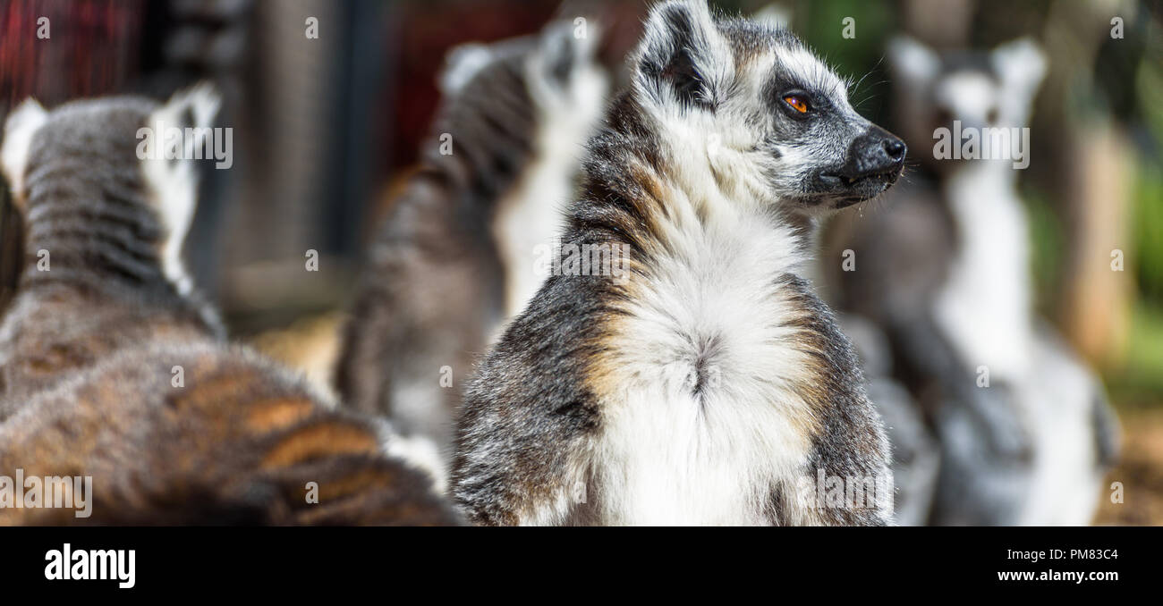 Un piccolo gruppo di anello-tailed lemuri a prendere il sole in cattività. Foto Stock