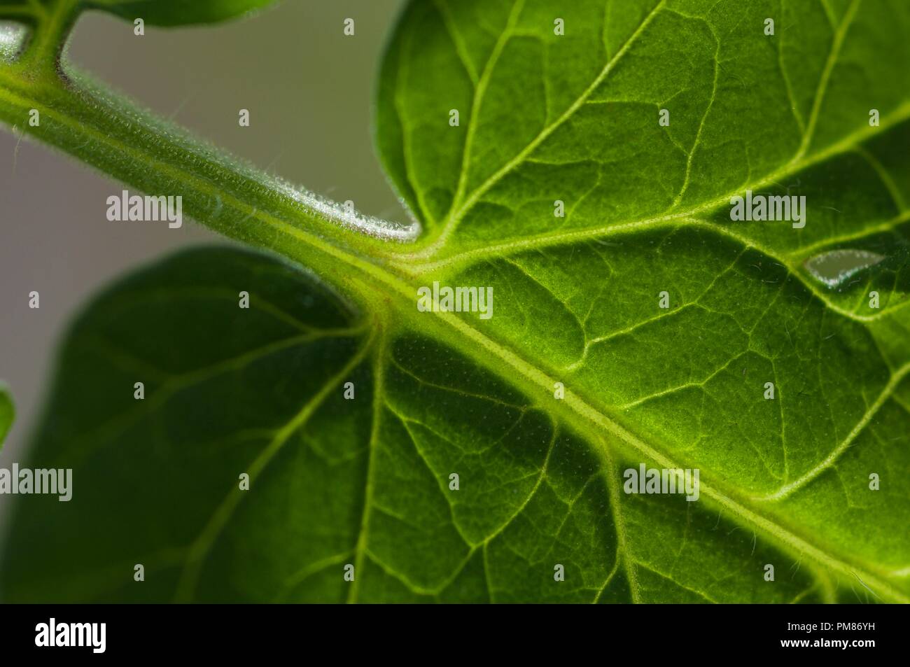 Foglie venato Foto Stock