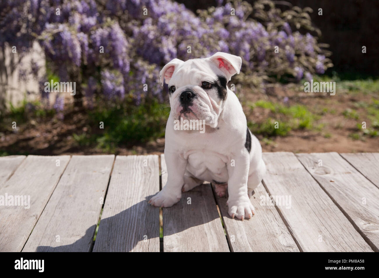 Bianco & nero baby bulldog cucciolo di cane sul ponte seduta cercando secondo la guida Lonely e triste. Foto Stock
