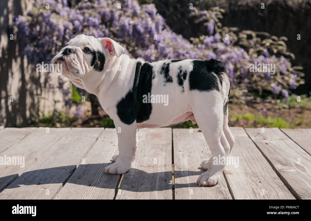 Bianco & nero baby bulldog cucciolo di cane sul ponte profilo permanente. Egli guarda come se egli è in corso di formazione. Egli sembra così obediant. Foto Stock