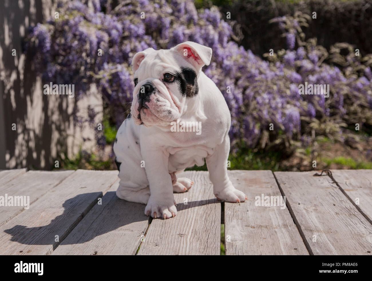 Bianco & nero baby bulldog cucciolo di cane sul ponte seduta cercando di destra. Egli sembra molto contenuto. Foto Stock