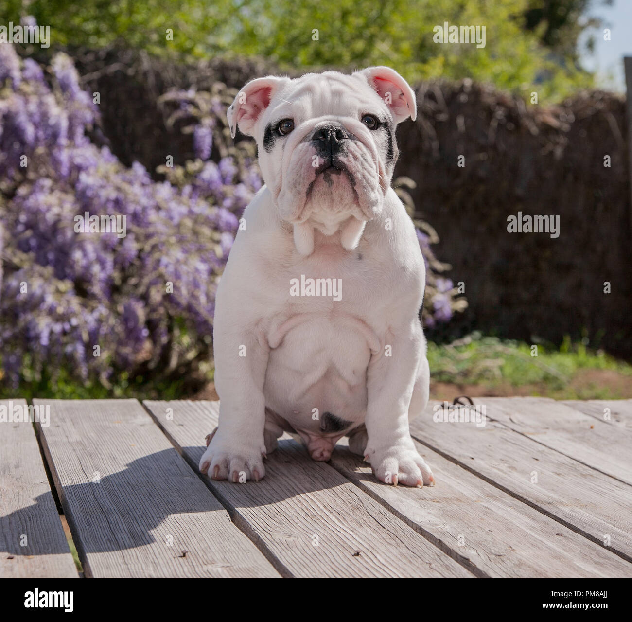 Bianco & nero baby bulldog cucciolo di cane sul ponte seduta in avanti. Egli è alla ricerca diritta avanti chiedendo che cosa è in su avanti. Foto Stock