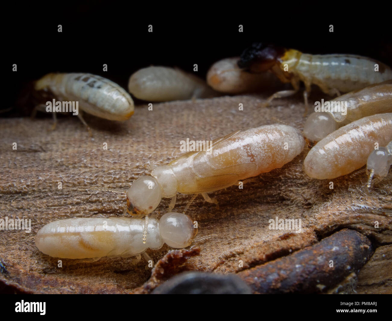 Termite alveare su mobili in legno Foto Stock