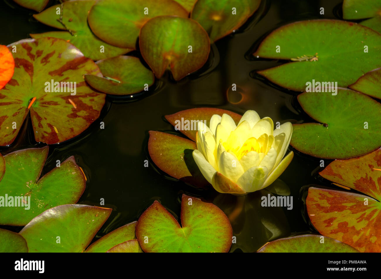 Vista di un fiore che cresce in un giardino verde a Seattle, Washington, Stati Uniti d'America. Foto Stock