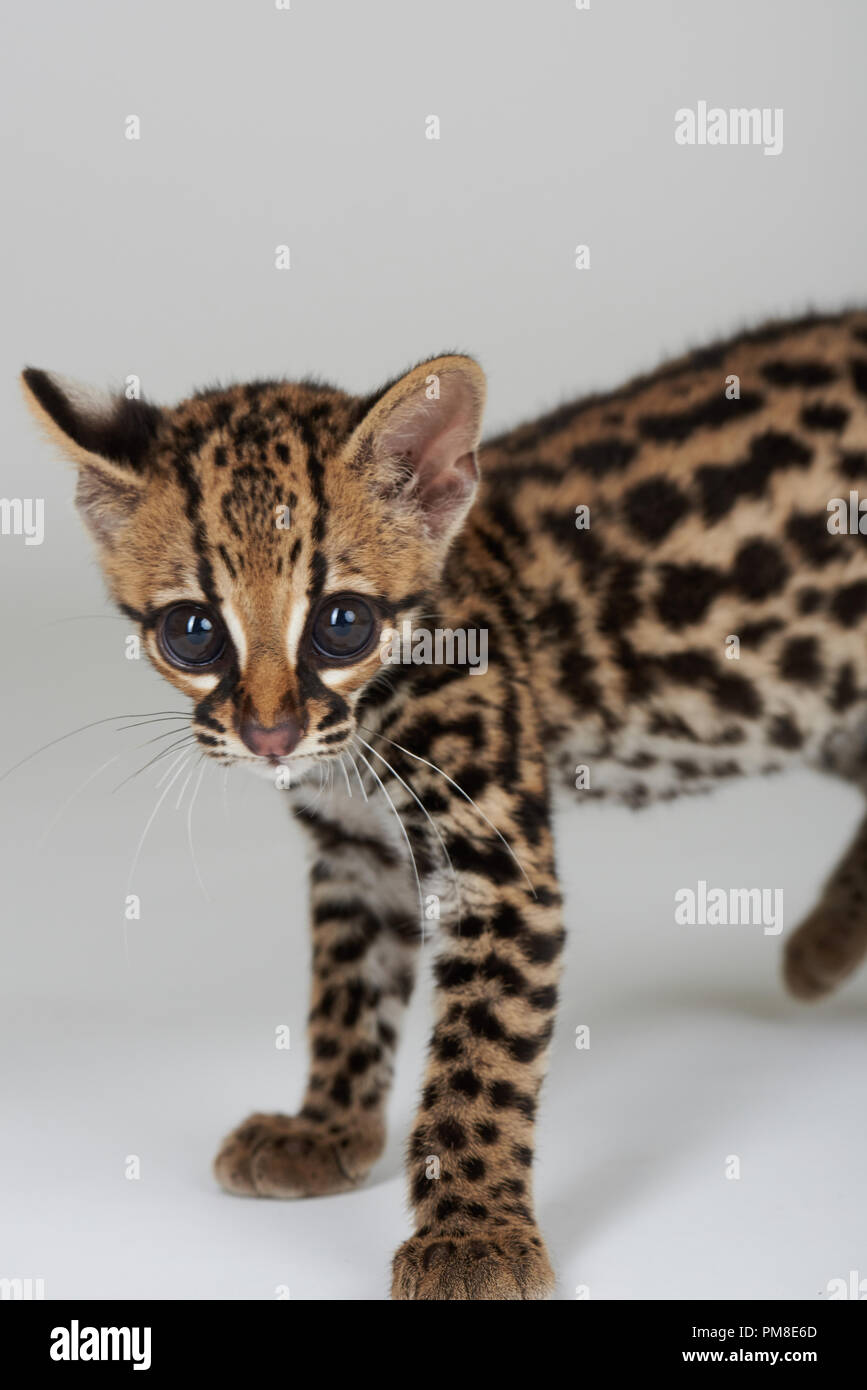 Carino baby del gatto selvatico in piedi isolato su sfondo bianco Foto Stock