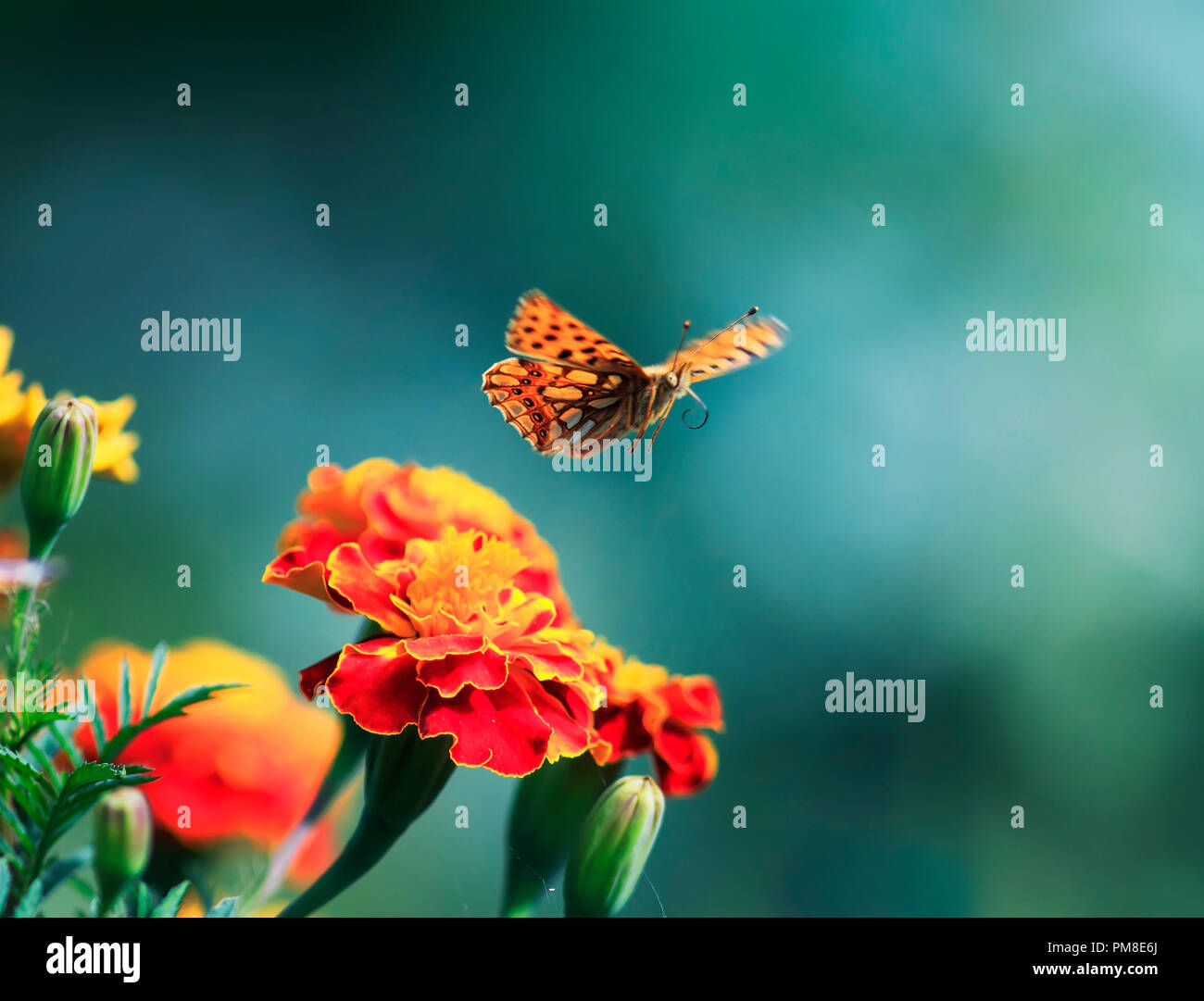 Bella arancio perlescente leopard butterfly sventola nel giardino estivo oltre i fiori profumati Foto Stock