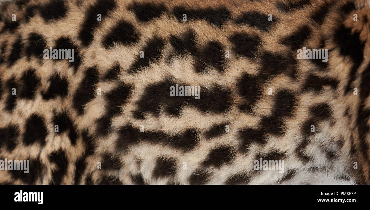 Wild Cat Fur texture vista ravvicinata. Leopard sfondo della pelle Foto Stock