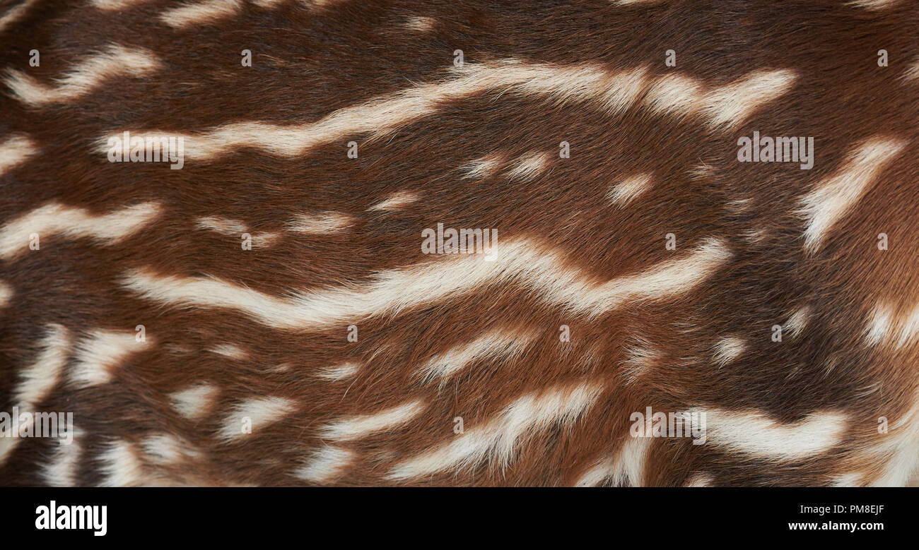 Modello di tapiro di pelliccia marrone con righe bianche vista ravvicinata Foto Stock