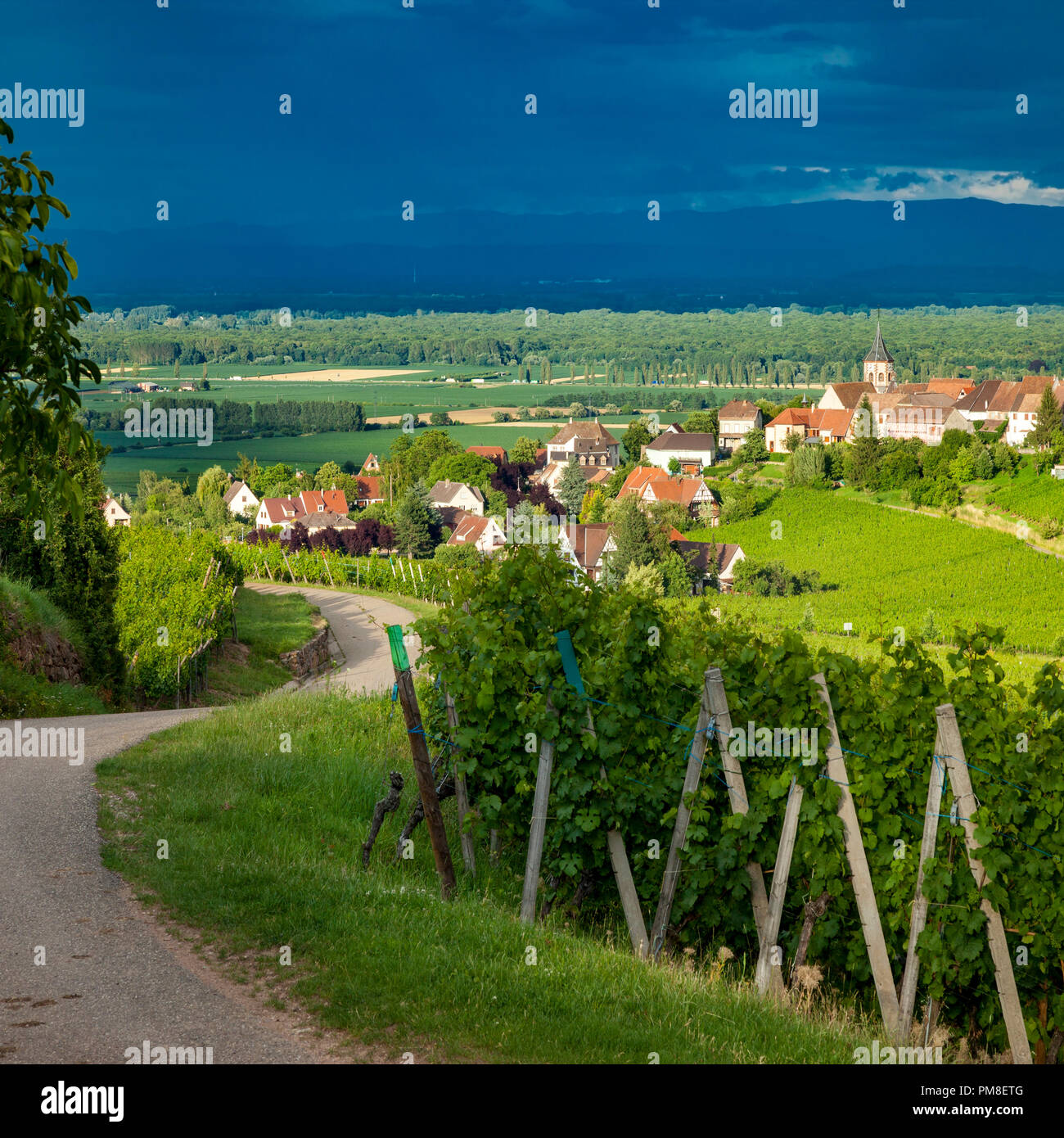 Impostazione della luce solare sullo i vigneti del Grand Cru e il villaggio di Zellenberg in Alsazia, Haut-Rhin Francia Foto Stock