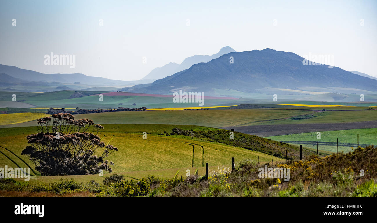 Kleinrivier montagne, Western Cape, Sud Africa Foto Stock