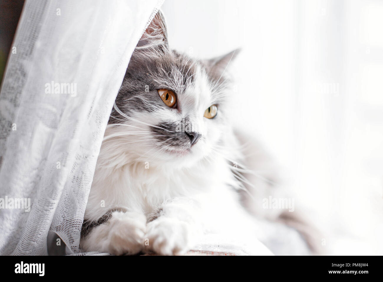 Grigio bianco gatto con gli occhi gialli in home Foto Stock