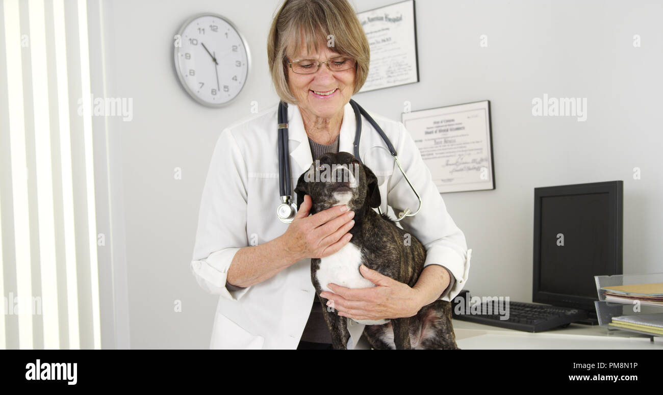 Ritratto di felice veterinario femmina e cute cane Foto Stock