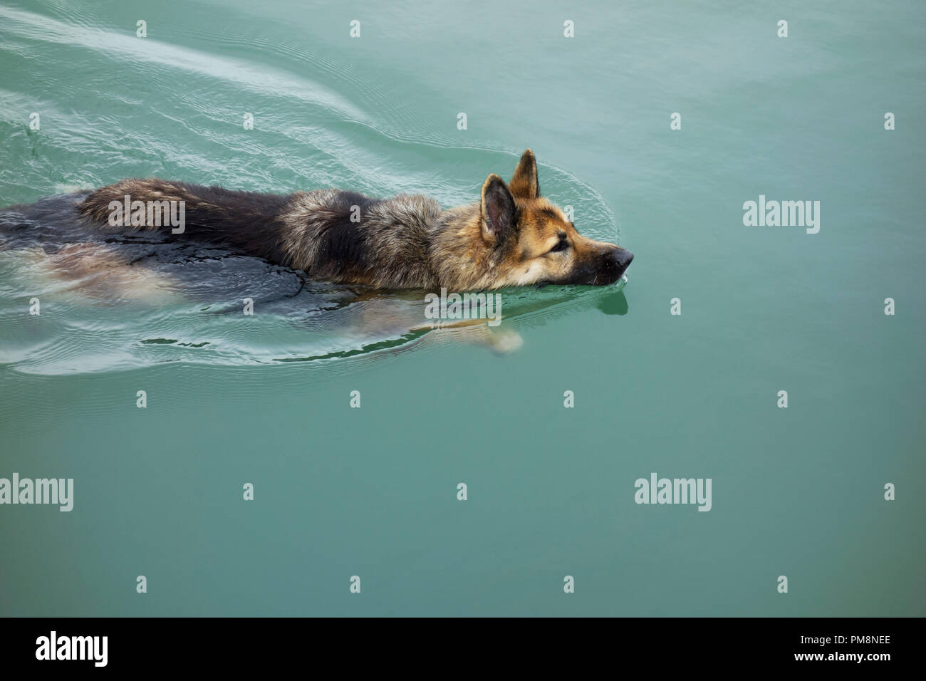 Pastore Tedesco cane nuotare nel mare. Foto Stock