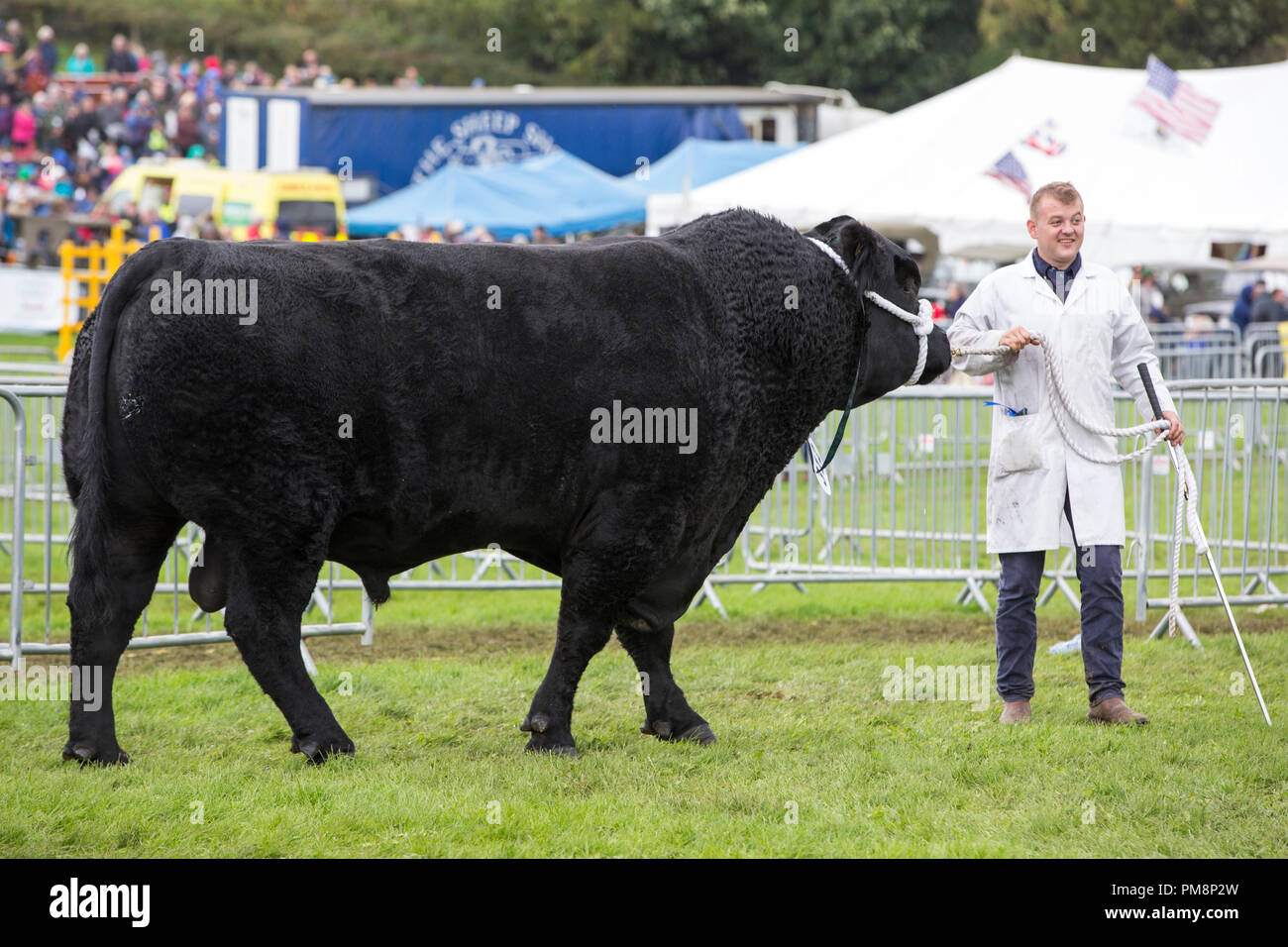 Aberdeen Angus bovini viene visualizzata in la Westmorland County Show, vicino a Kendal, Cumbria, Regno Unito. Foto Stock