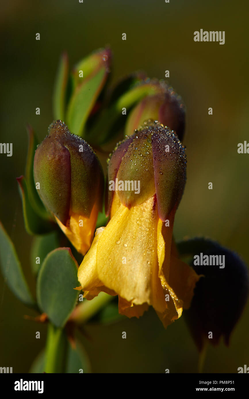 Butterfly Lily con gocce di rugiada Foto Stock