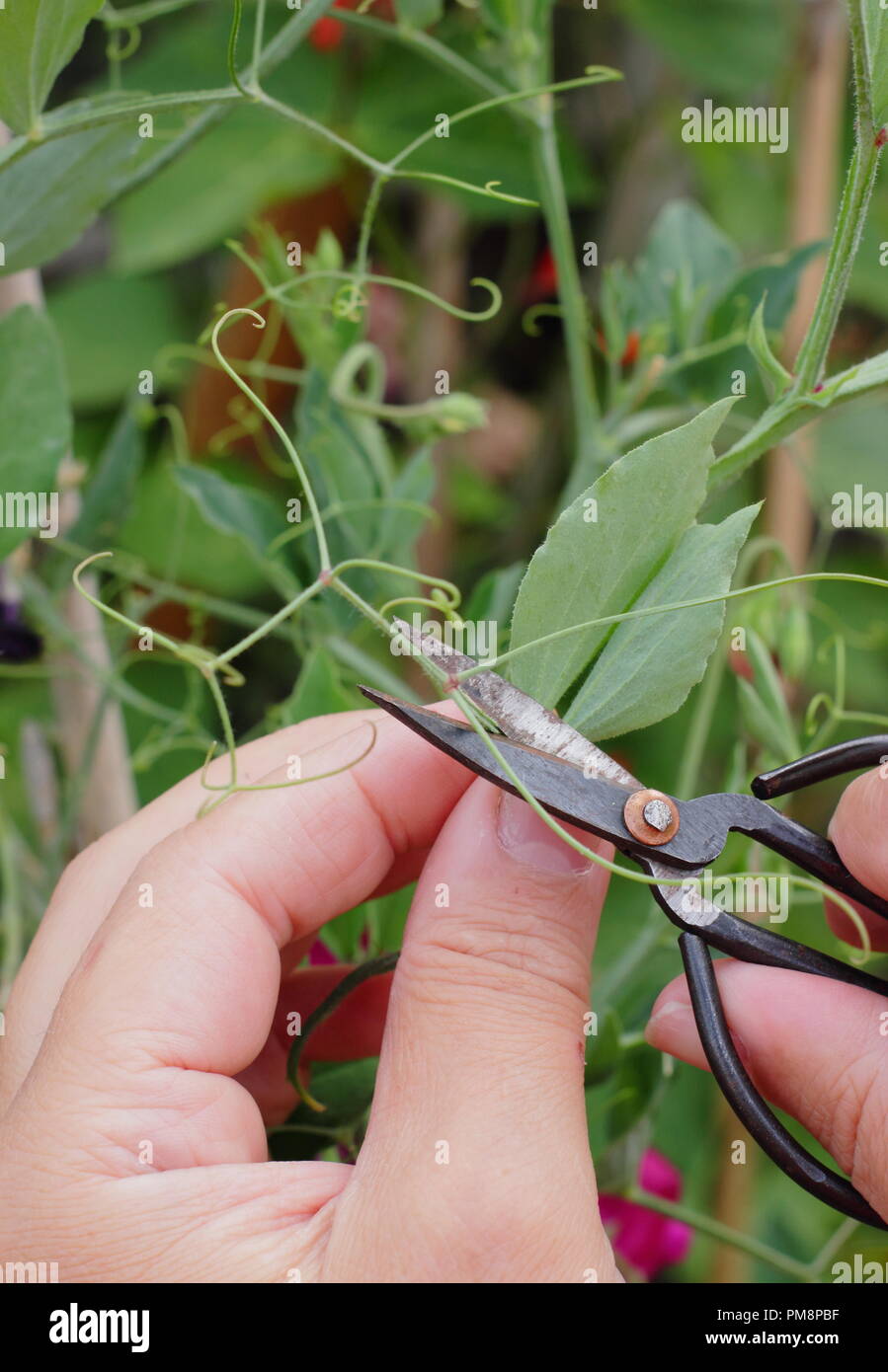 Lathyrus odoratus. Uomo taglio di viticci off pisello dolce piante Foto Stock