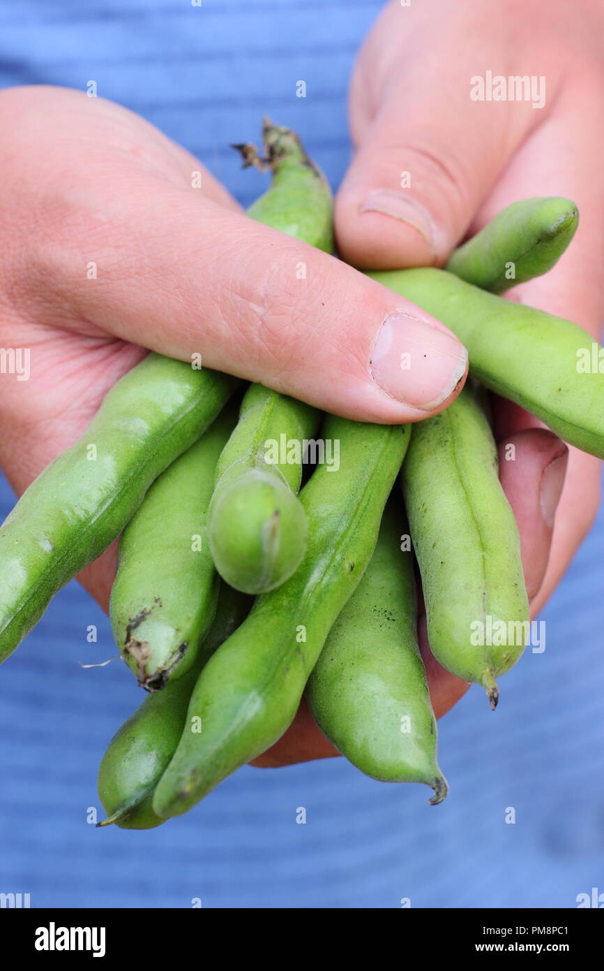 Vicia faba. Appena raccolto ampio Fagioli baccelli split aperta dal giardiniere maschio per rivelare succulenti fagioli in estate Foto Stock