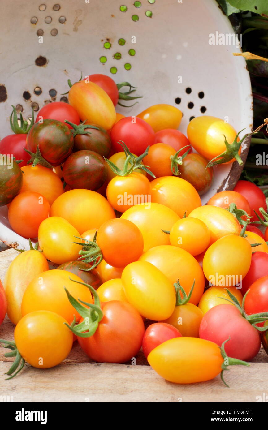 Pomodori nel colino. Pomodori di casa appena raccolti (Solanum lycopersicum - Chadwick's Cherry e Black Zebra in smalto colander, Regno Unito Foto Stock