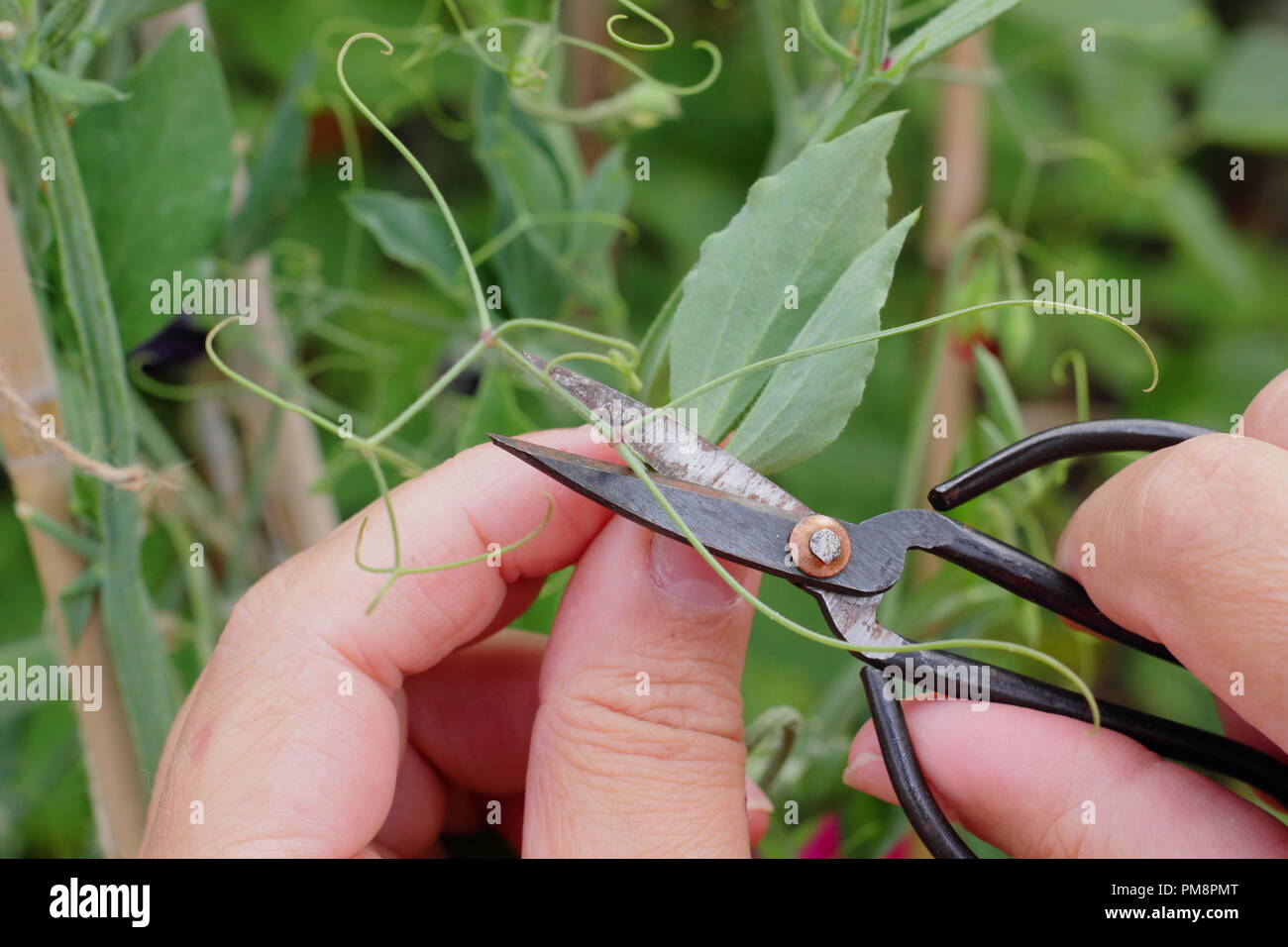 Lathyrus odoratus. Uomo taglio di viticci off pisello dolce piante Foto Stock
