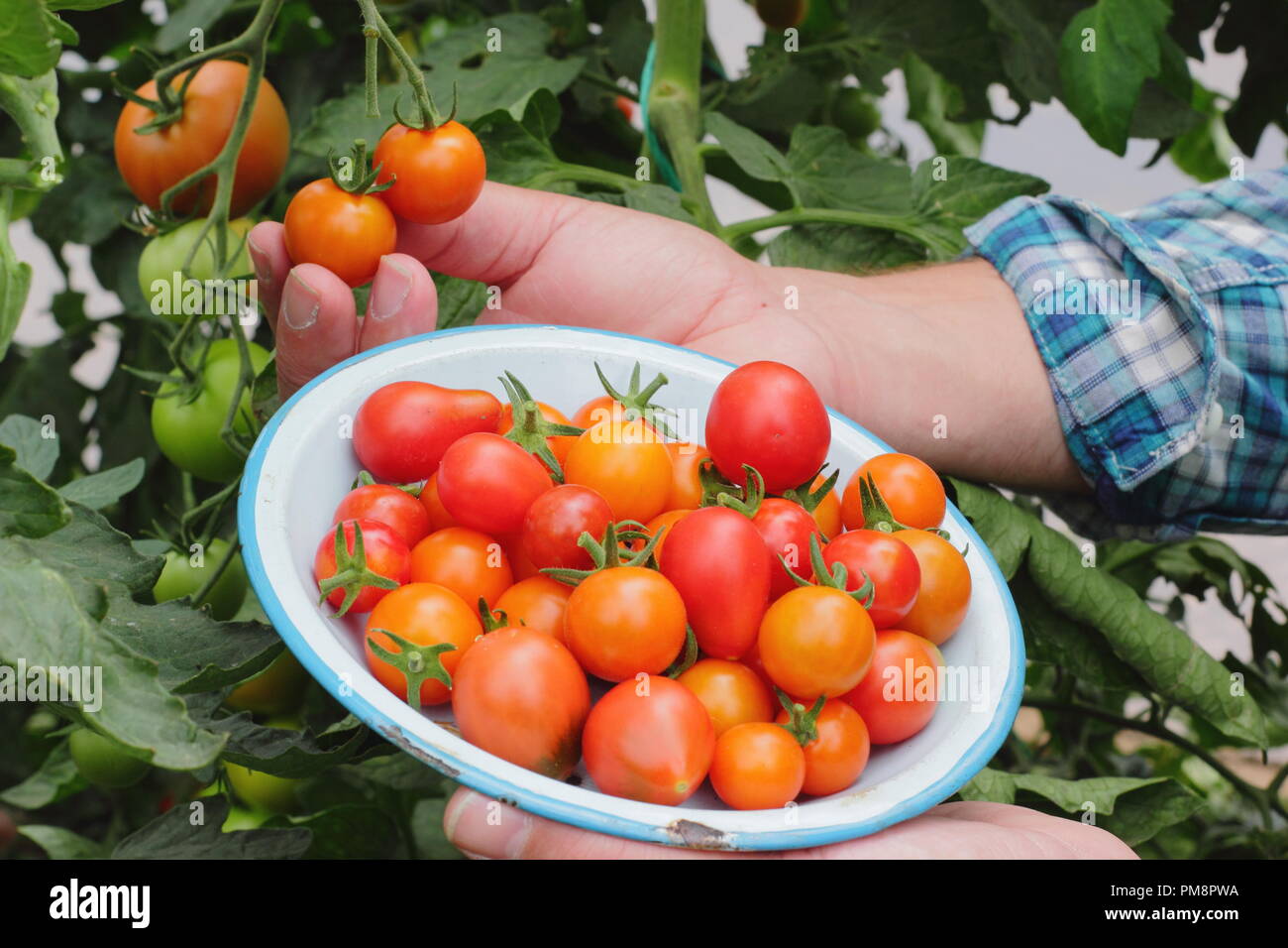 Uomo che raccoglie pomodori di casa dalla vite. Solanum lycopersicum 'Sungold' 'Red Pear' e 'Money Maker'. REGNO UNITO Foto Stock