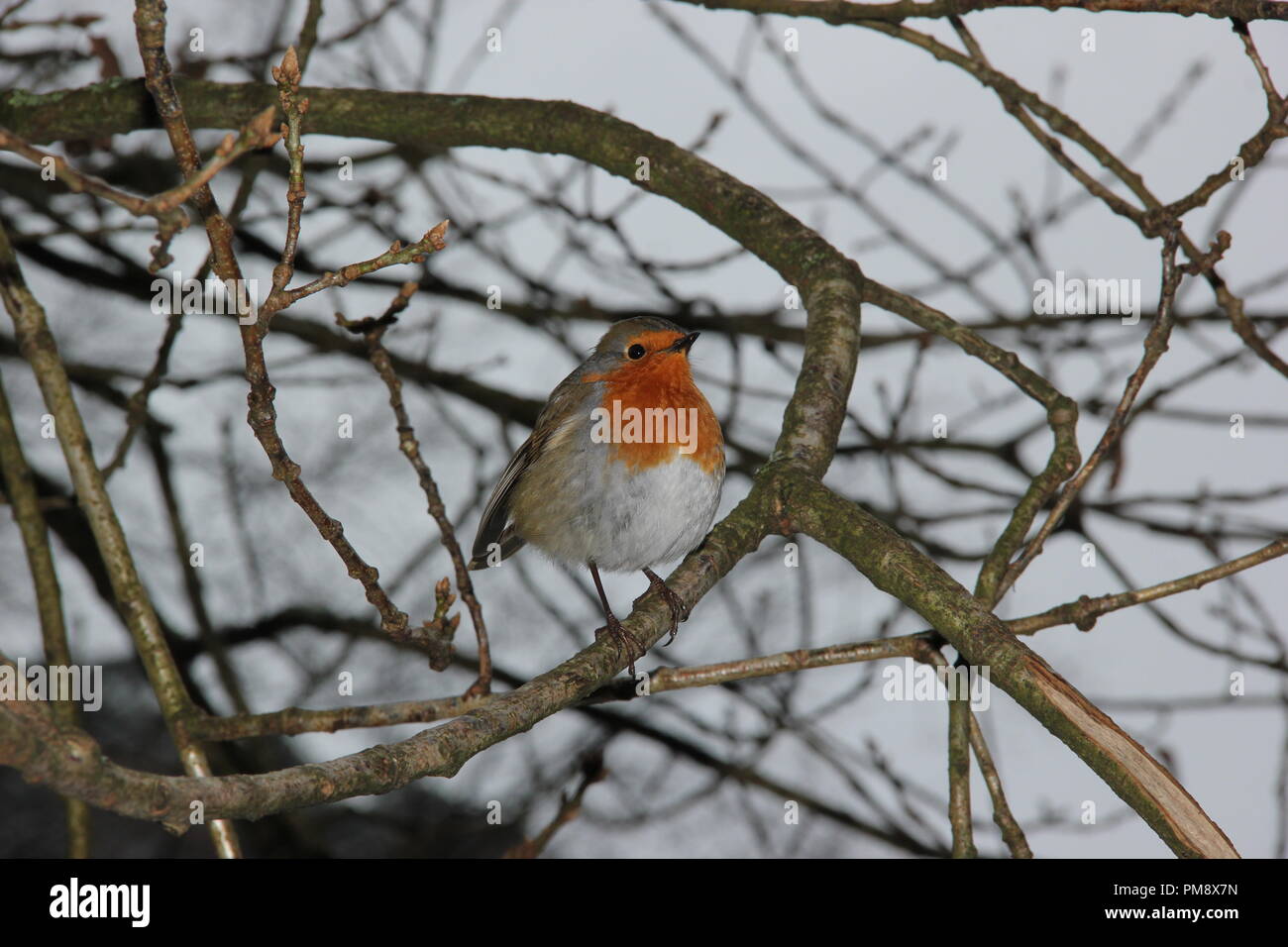 Close up di Robin in inverno Foto Stock