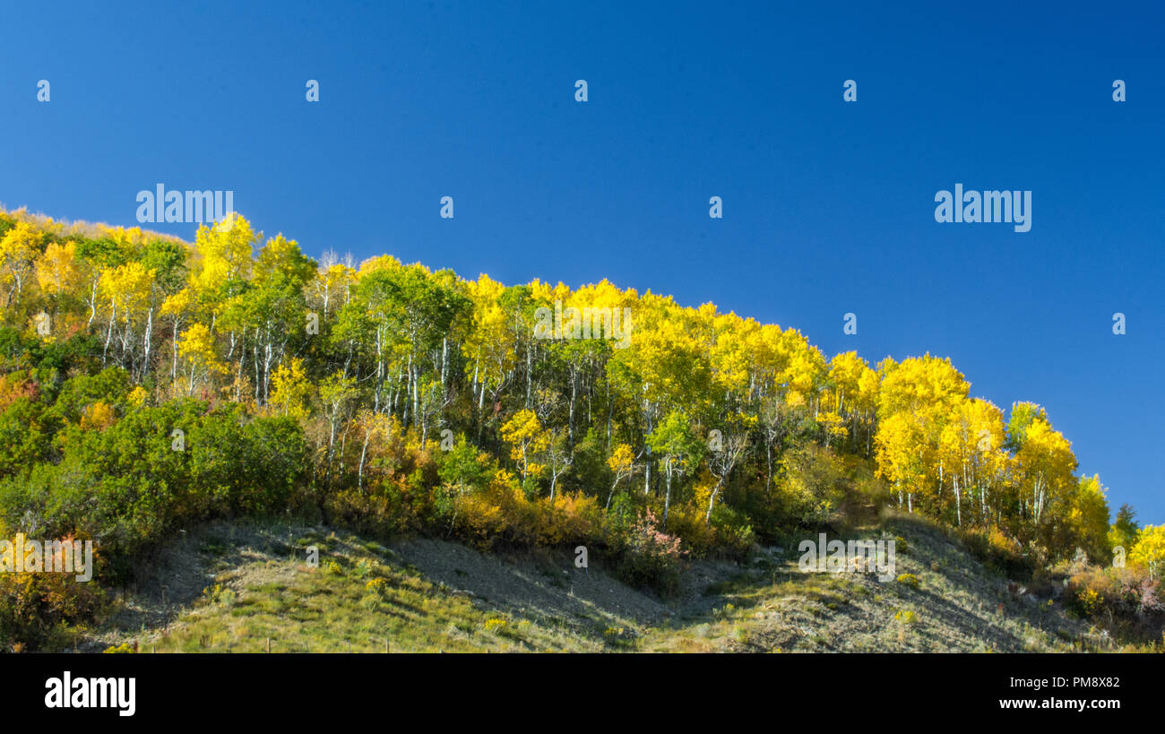 Bold Autunno a colori, Steamboat Springs Colorado Foto Stock