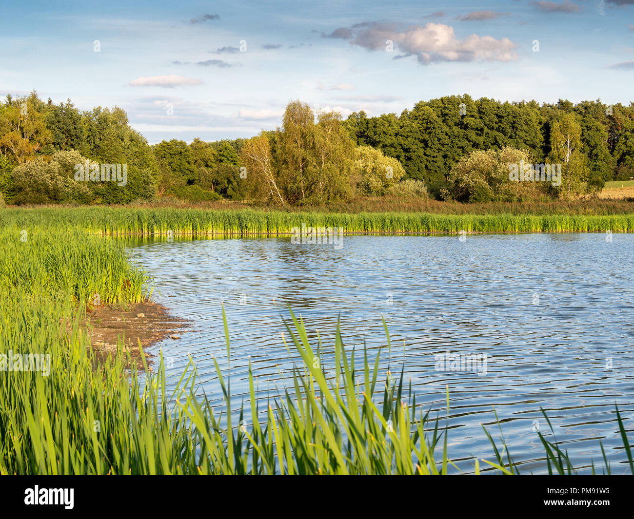 Piccolo lago con reed nella soleggiata estate paese. Paesaggio nella quiete della natura. Foto Stock