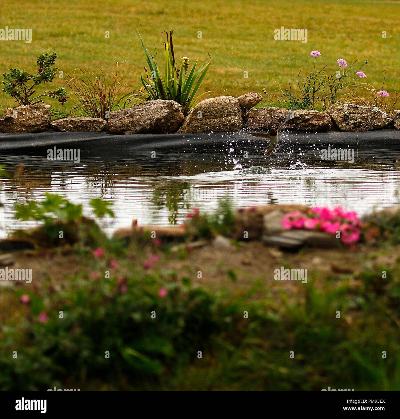 Rondini splash dipping Foto Stock
