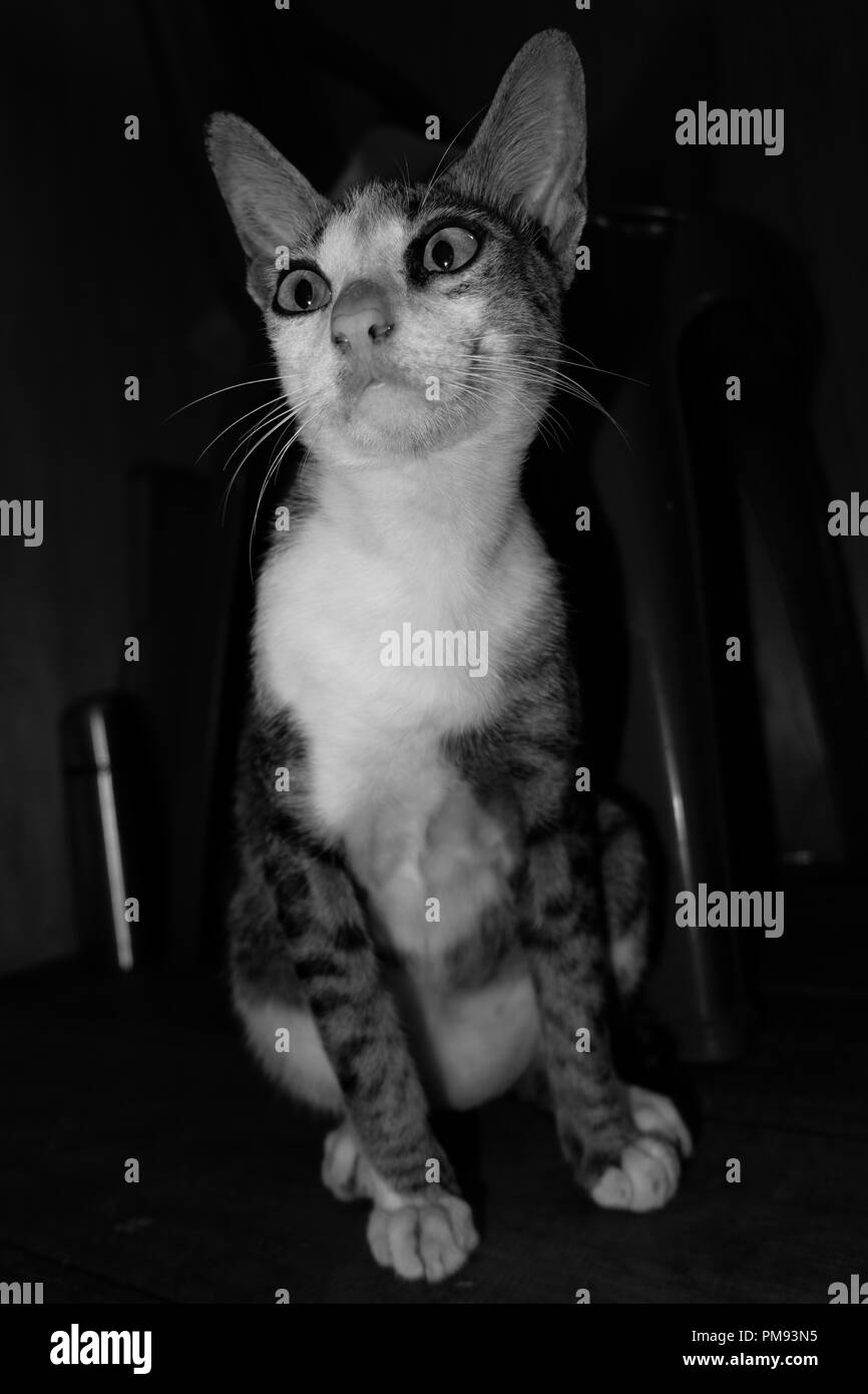 Gatto ritratto in bianco e nero Foto Stock