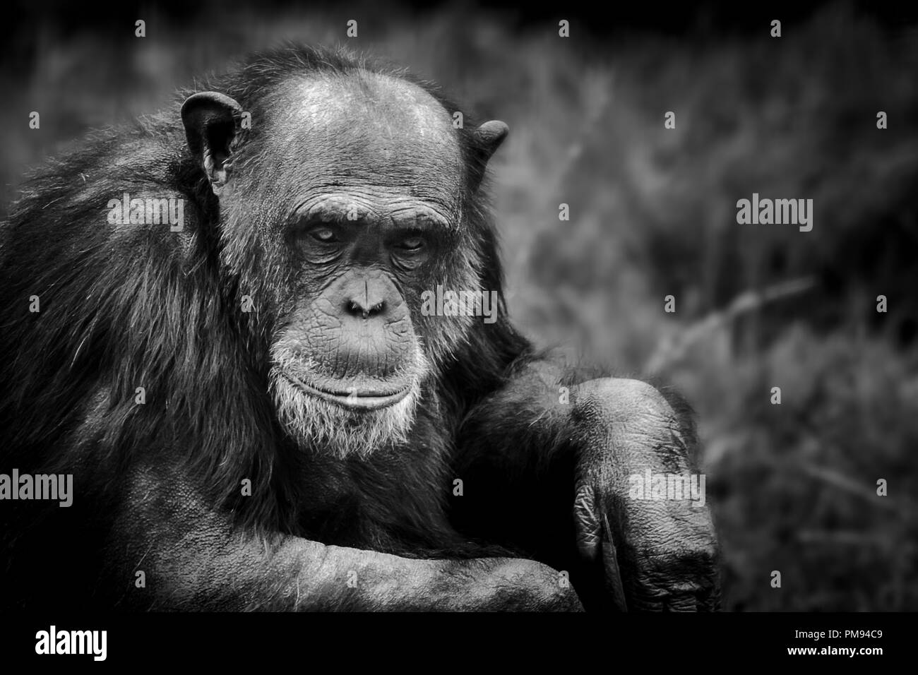 In prossimità di uno scimpanzé guardando pensieroso Foto Stock