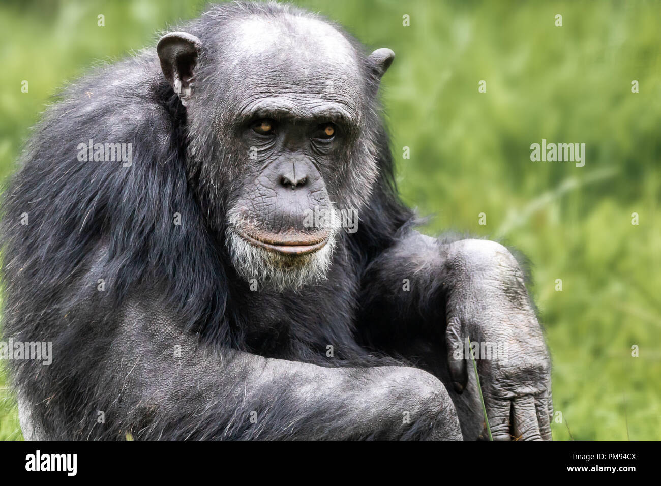 In prossimità di uno scimpanzé guardando pensieroso Foto Stock
