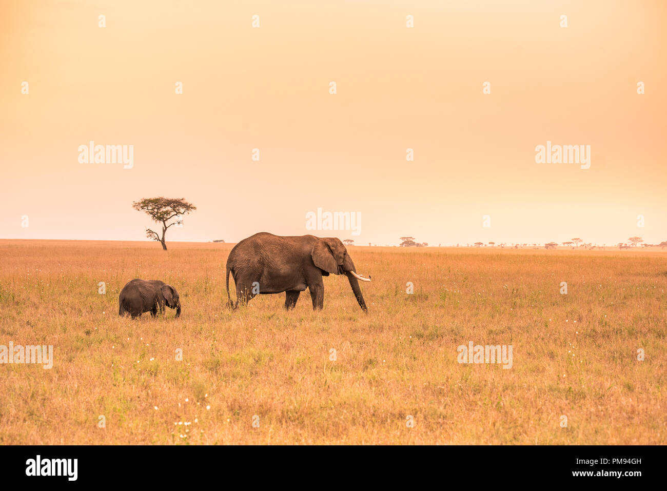 Genitore dell' elefante africano con la sua giovane baby l'elefante nella savana del Serengeti al tramonto. Gli alberi di acacia nelle pianure del Serengeti National Park, Ta Foto Stock
