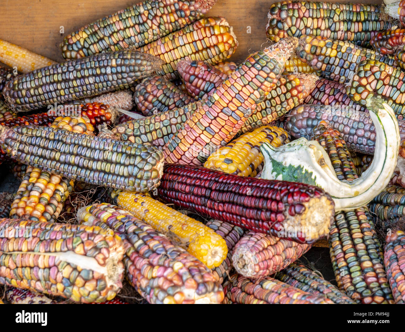 Immagine di mais colorati vista ravvicinata Foto Stock
