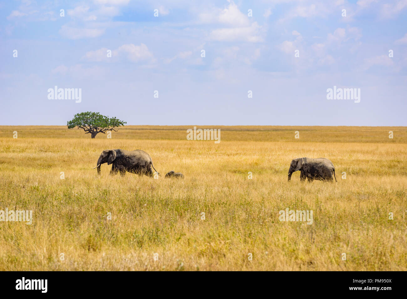 Elefante africano famiglia con bambino piccolo l'elefante nella savana del Serengeti al tramonto. Gli alberi di acacia nelle pianure del Serengeti National Park, Tanzan Foto Stock