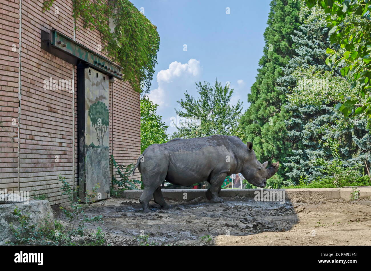 Rinoceronte bianco o Ceratotherium simum passeggiata nel parco, Sofia, Bulgaria Foto Stock