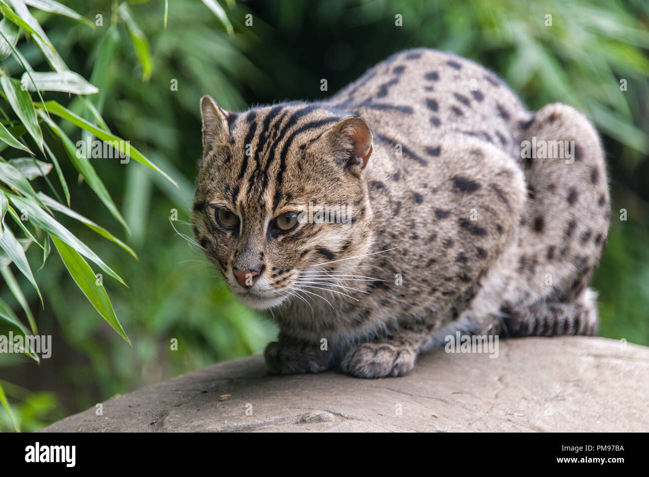 Gatto di pesca Foto Stock
