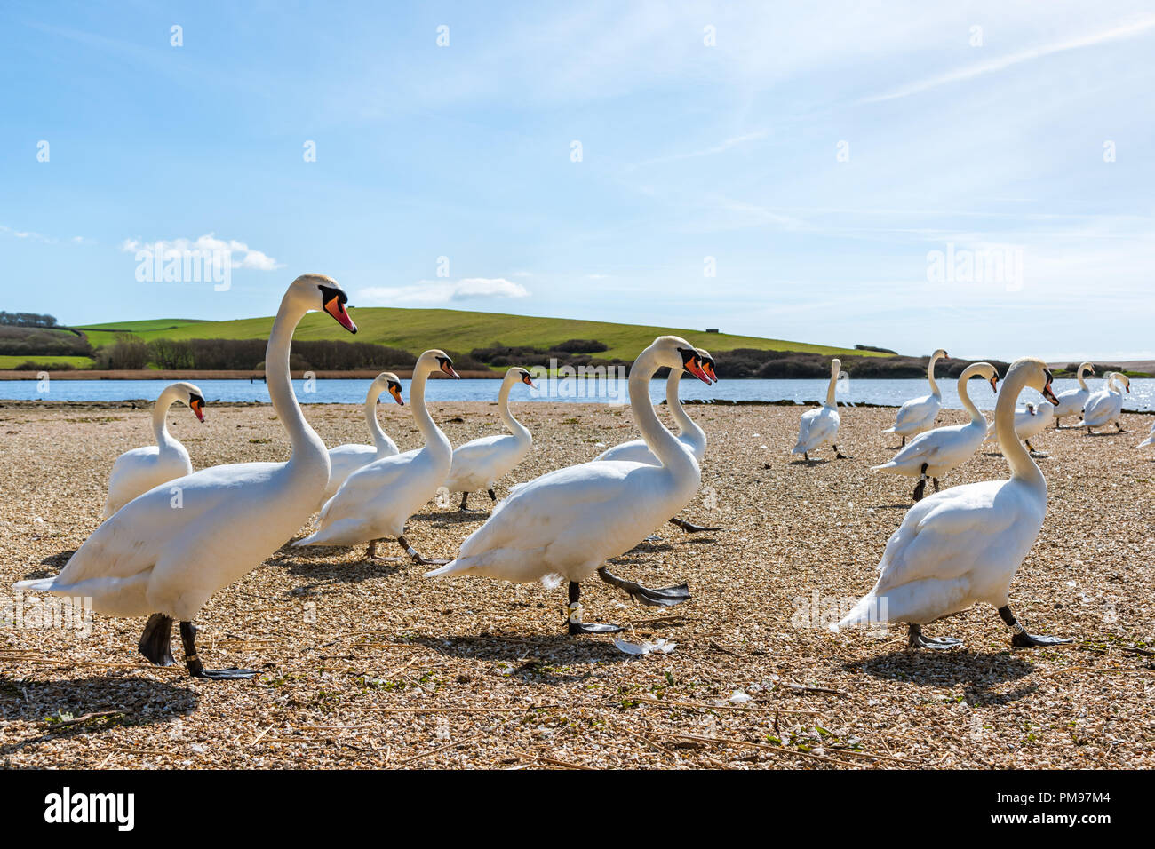 Marciando cigni al momento del pasto, Abbotsbury Swannery, Dorset, Regno Unito Foto Stock