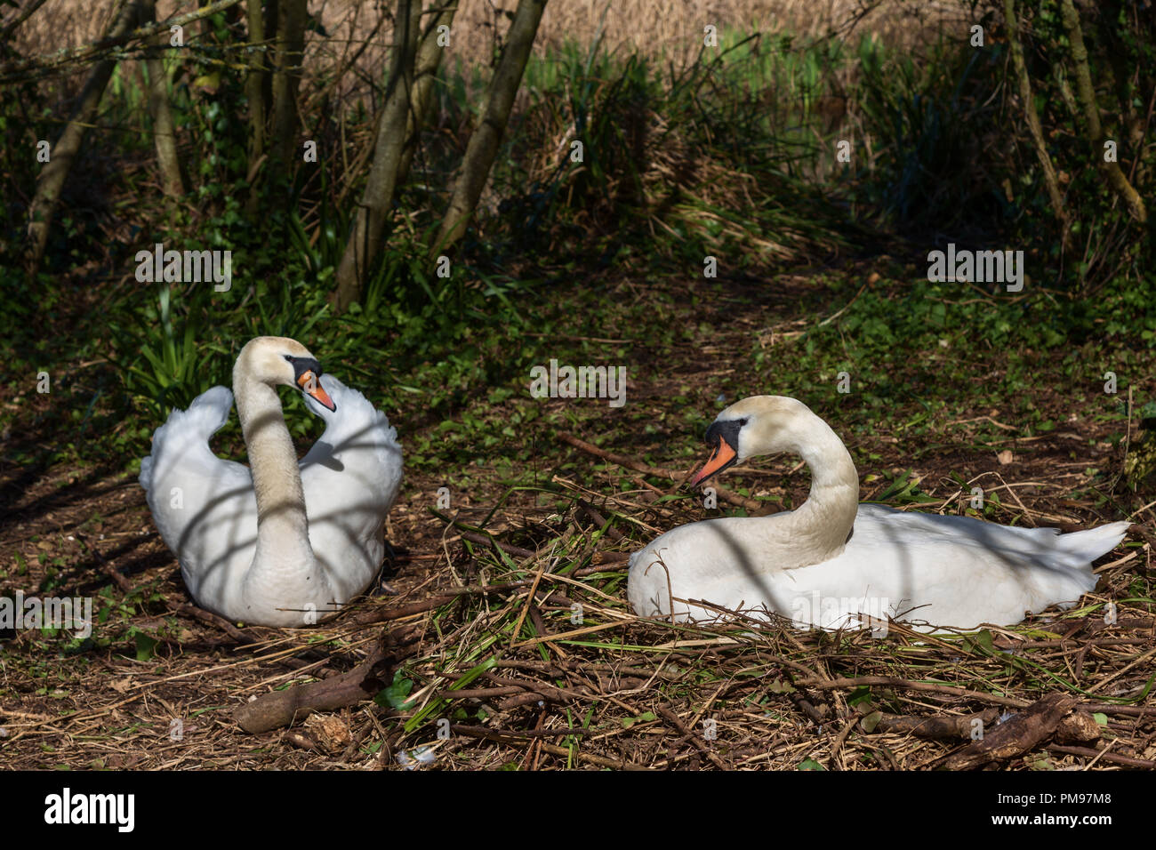 La nidificazione dei cigni, Abbotsbury Swannery, Dorset, Regno Unito Foto Stock