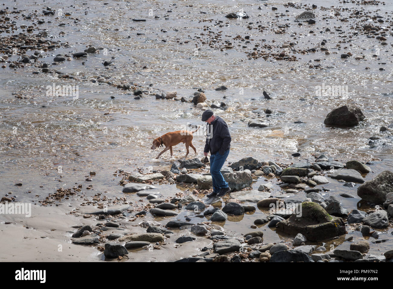 Uomo vecchio cane passeggiate, Lyme Regis, Dorset, Regno Unito Foto Stock