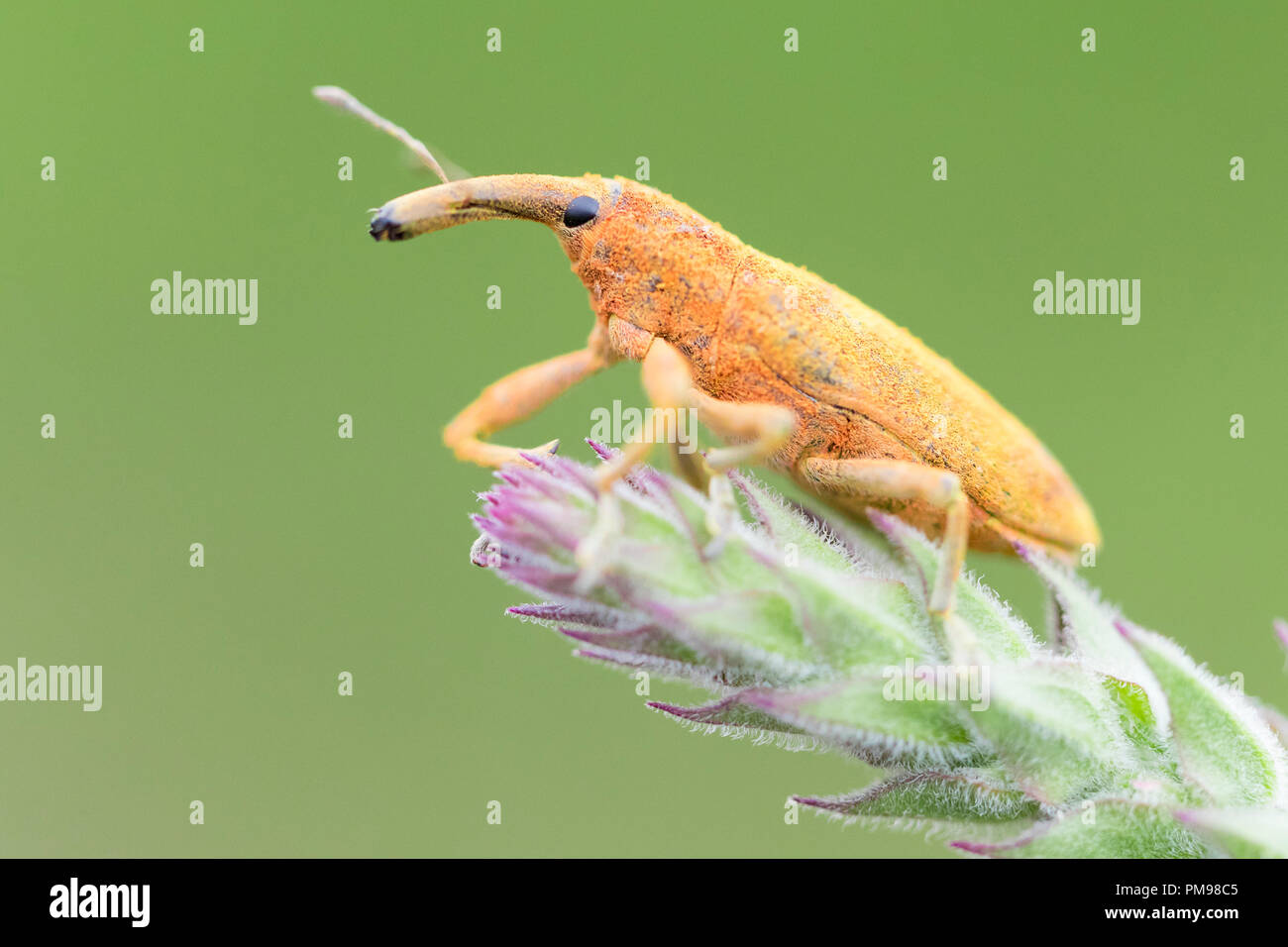 Lixus pulverulentus, close-up di adulto su un impianto Foto Stock