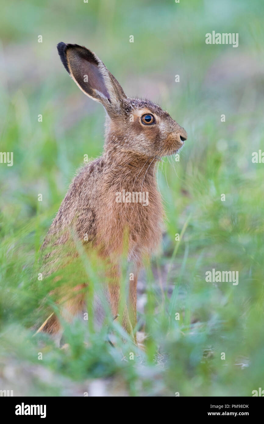 Pelliccia di lepre immagini e fotografie stock ad alta risoluzione - Alamy