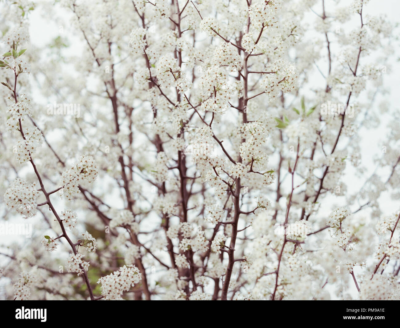 Bianco e Snowy fiorente albero del sud Foto Stock