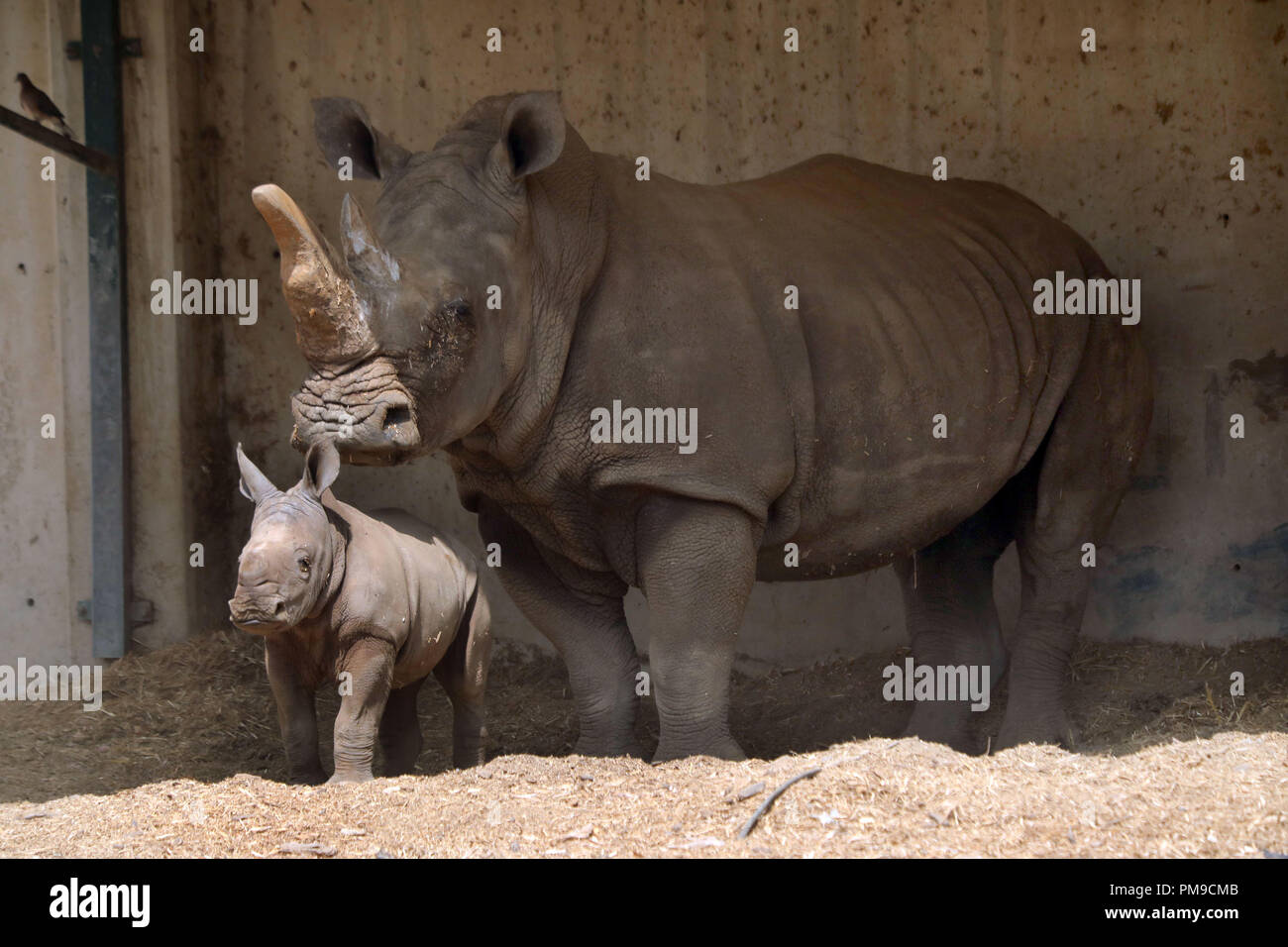 Ramat Gan, Israele città costiera di Tel Aviv. Xvii Sep, 2018. A tre settimane di età rinoceronte bianco sorge accanto a sua madre Tanda a Ramat Gan Safari Park, un open-air zoo vicino israeliano città costiera di Tel Aviv, sul Sett. 17, 2018. Il Ramat Gan Safari Park è il principale zoo della zona di Tel Aviv e ospita la più grande collezione di animali in Medio Oriente. Credito: JINI/Gedeone Markowicz/Xinhua/Alamy Live News Foto Stock