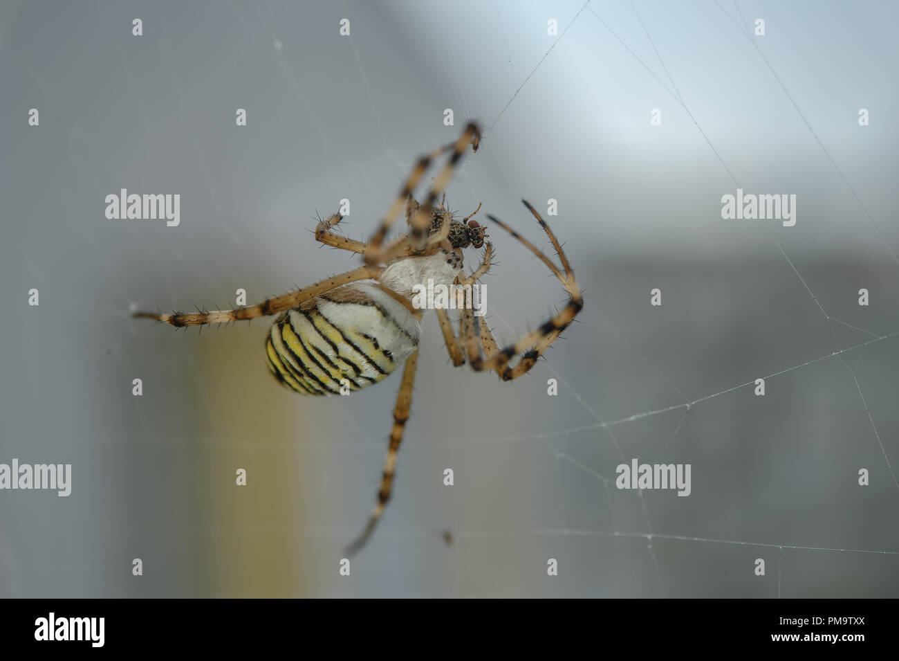 Wasp ragno con cacciate vola sul web Foto Stock