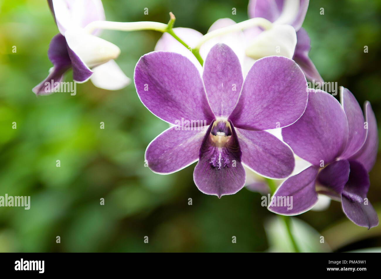 Planetario di Pittsburgh Foto Stock