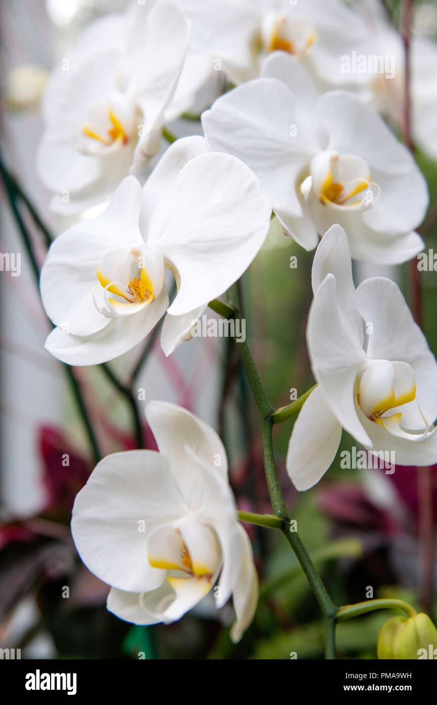 Planetario di Pittsburgh Foto Stock