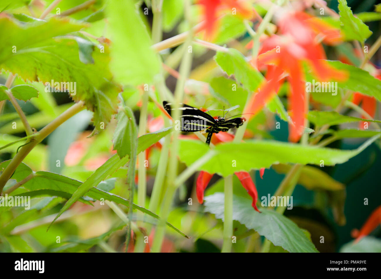 Pittsburgh Heinz pirati Foto Stock